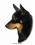 Lancashire Heeler 9W085D-090_2